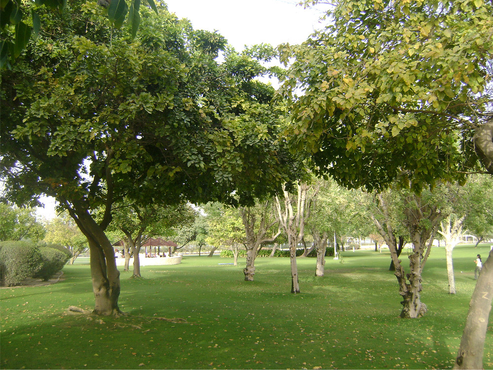 Creek Park